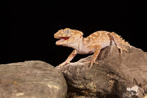 knobtailed gecko